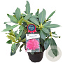 Rhododendron Walküre 30-40 cm 5,0L struik