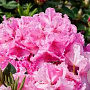 Rhododendron Walküre 60-70 cm 20L