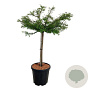 Taxodium dist. 'Secrest' 60 cm stam 15L