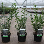 Sarcococca confusa 30-40 cm 3,0L