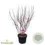 Cornus alba Miracle 60-80 cm 10L