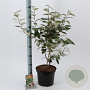 Elaeagnus ebbingei 50-60 cm 5,0L