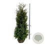 Thuja occ. 'Brabant' 180-200 cm met kluit