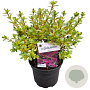 Azalea (J) 'Takako' 20-25 cm 2,0L