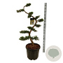 Juniperus pfitzeriana 125 cm 45L bonsai