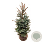 Picea pungens 'Edith' 80-100 cm met kluit extra