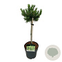 Pinus mugo 'Klosters Grun' 40 cm stam 5,0L
