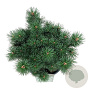 Pinus mugo 'Green Column' 30-40 cm 15L