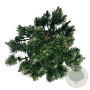 Pinus mugo 'Limerick' 40-50 cm 30L extra