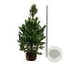 Pinus nigra nigra 150-175 cm draadkluit extra