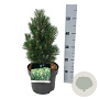 Pinus nigra 'Richard' 25-30 cm