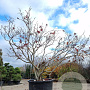 Acer japonicum 'Aconitifolium' 250-300 cm container meerstammig Bladkleur