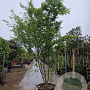 Acer palmatum 300-350 cm container meerstammig