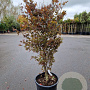 Acer pal. 'Bloodgood' 100-125 cm 30L