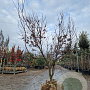 Acer pal. 'Bloodgood' 150-175 cm draadkluit meerstammig paraplu