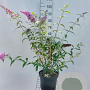 Buddleja d. 'Pink Delight' 80-100 cm 7,5L