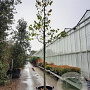 Cercis siliquastrum 'Alba' 200 cm stam container 20-25 leiboom