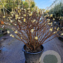Edgeworthia chrysantha 80-100 cm 45L