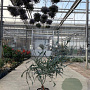 Eucalyptus pulverulenta 'Baby Blue' 140-160 cm 25L