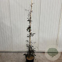 Fagus syl. Midnight Feather 175-200 cm 15L geveerd