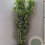 Laurus nobilis 175-200 cm 18L
