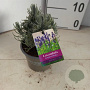 Lavandula ang. 'Dwarf Blue' 15-20 cm P12