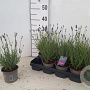Lavandula ang. 'Hidcote' 15-20 cm P12