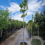 Magnolia stellata 180 cm stam container 14-16