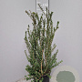 Myrtus communis tarentina 60-80 cm 10L