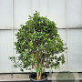 Osmanthus fragrans 175-200 cm container meerstammig