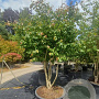 Parrotia persica 300-350 cm container meerstammig