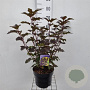 Physocarpus opulif. 'Diabolo' 40-60 cm 5,0L