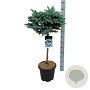 Picea pungens 'Glauca Globosa' 60 cm stam 15L
