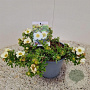 Potentilla f. 'Tilford Cream' 30-35 cm 2,0L
