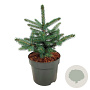 Picea pungens 'Super Blue' 30-40 cm 7,5L