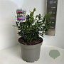 Sarcococca hookeriana 25-30 cm 5,0L