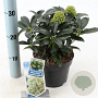 Skimmia j. White Globe 20-25 cm 2,0L