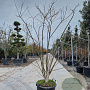 Styphnolobium japonicum 200-250 cm container meerstammig extra