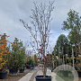 Cornus florida rubra 300-350 cm cont. 110L