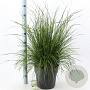 Deschampsia cesp. 'Goldtau' 50-80 cm 12L