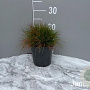 Deschampsia flexuosa GM 2,0L