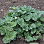 Heuchera a. 'Dale' GM P9