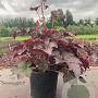 Heuchera m. 'Palace Purple' GM 2,0L