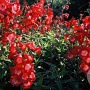 Penstemon 'Rubicunda' GM 2,0L