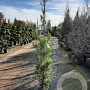 Pinus halepensis 175-200 cm 10L