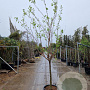Prunus ar. 'Polonais' 100 cm stam container 12-14