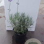 Lavandula ang. 'Dwarf Blue' 15-20 cm C1.3