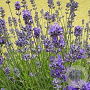 Lavandula ang. Little Lady 15-20 cm C1.3