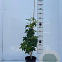 Liquidambar styraciflua 60-80 cm 5,0L