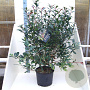 Photinia fraseri Carré Rouge 100-125 cm 20L
